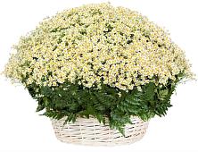 Цветочная композиция из Ромашки в корзине #REPLACE_PRED# Верхнее Дуброво